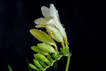 Naklejka premium fresh freesia with droplets against black background