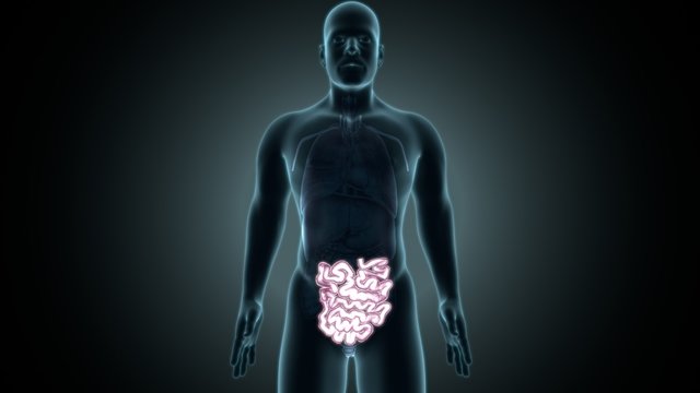 3d rendered medically accurate illustration of the male small intestine