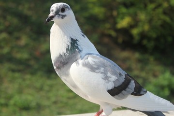 pigeon on a background