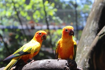 two colorful parrots