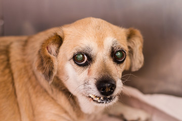 mixed breed dog with diabetes at the veterinary clinic