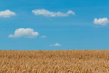 view across a grain field to the blue sky