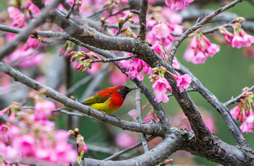 Mrs. Gould's Sunbird or Blue-throated Sunbird or Aethopyga gouldiae, beautiful red bird perching on branch with pink flowers, Wild Himalayan Cherry.
