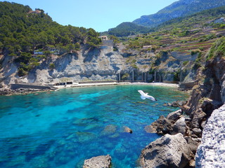 gaviota vuela sobre cala