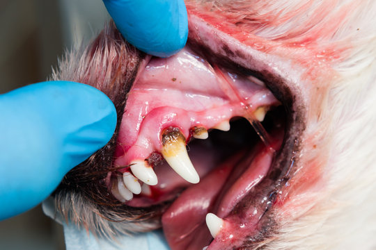 close-up photo of a dog mouth with periodontitis