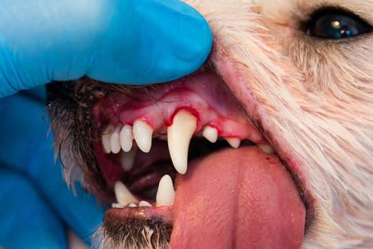 close-up photo of a dog mouth with periodontitis