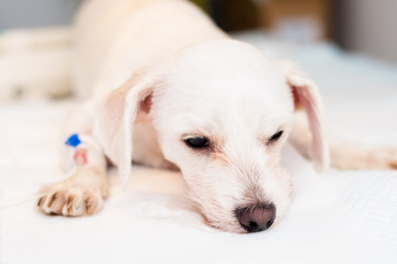 bichon maltese dog breed sedated at the veterinary clinic