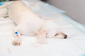 bichon maltese dog breed sedated at the veterinary clinic