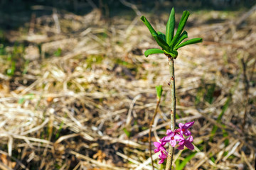 Flowers of Daphne mezereum, February daphne blooming in spring day, copy space