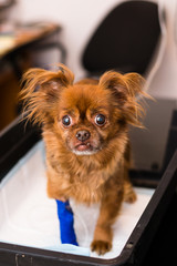 Fototapete bei efototapeten.de bestellen   