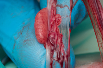 close-up photo of a cat ovary and blood vessels during the spay surgery