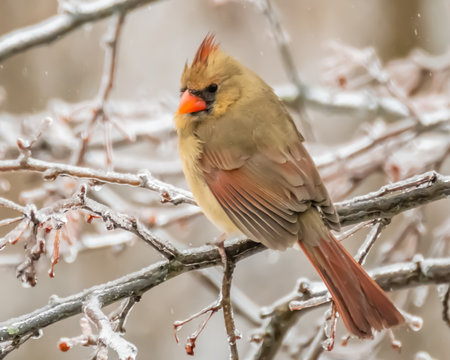 Female cardinal perched in tree with red berries in winter