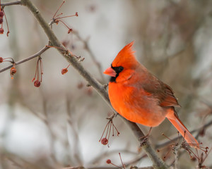 Red male cardinal perched in tree with red berries or on hanger in winter
