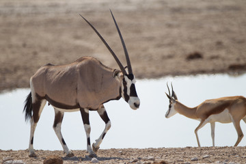 Oryx, gemsbok antelope in the wilderness of Africa
