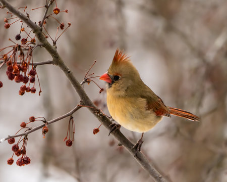 Female cardinal perched in tree with red berries in winter