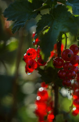 red currants hanging on a branch macro