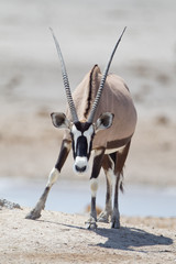 Oryx, gemsbok antelope in the wilderness of Africa