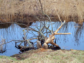 Beavered trees 5