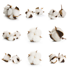 Set of several flowers of cotton isolated on a white background
