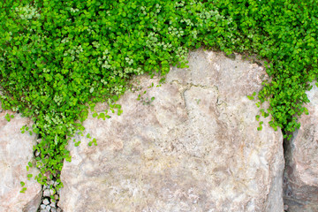 Top view granite stones with green small grass.