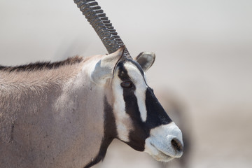 Oryx, gemsbok antelope in the wilderness of Africa