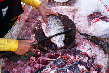 Cleans dissected a freshly raw tilapia fish with a knife in the market for cooking and sale in market