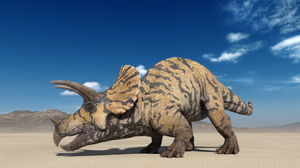 Triceratops, dinosaur reptile crawling, prehistoric Jurassic animal in deserted nature environment, 3D illustration © freestyle_images