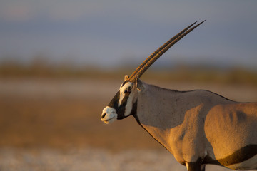 Oryx, gemsbok antelope in the wilderness of Africa