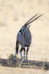 Oryx, gemsbok antelope in the wilderness of Africa