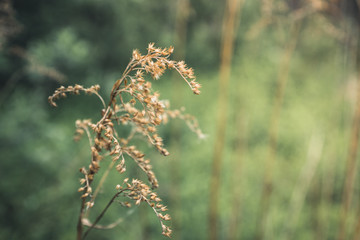 Grass on the field. Selective focus. Shallow depth of field.