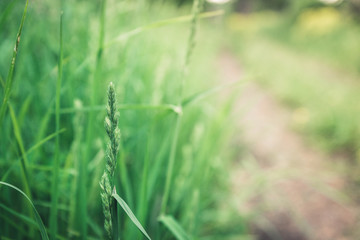 Grass on the field. Selective focus. Shallow depth of field.
