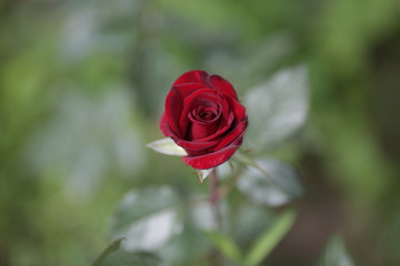 rose flowers close up on a blurred background in summer red green pink white
