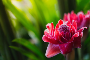 Ginger flowers with dropwater