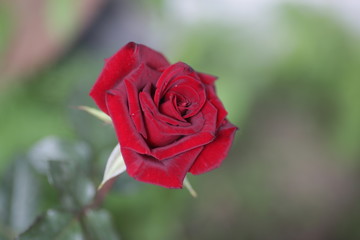 rose flowers close up on a blurred background in summer red green pink white