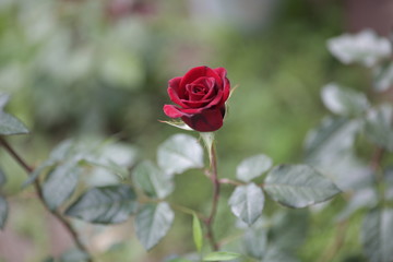 rose flowers close up on a blurred background in summer red green pink white