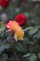 rose flowers close up on a blurred background in summer red green pink white