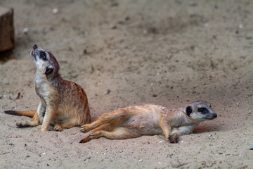 Fototapeta premium Alert meerkat Suricata suricatta standing on guard