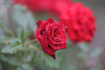 rose flowers close up on a blurred background in summer red green pink white