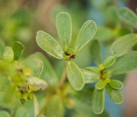wild purslane salad