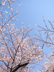 桜　千鳥ヶ淵