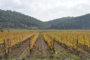 vignes en automne
