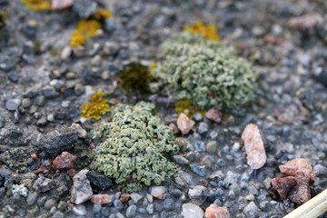 Plenty of small golden colored maritime sunburst lichen (xanthoria parietina) with green moss and some small rocks. Closeup / macro image from a walking bridge in Espoo, Finland. Springtime.