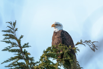 Bald Eagle in Pine Tree