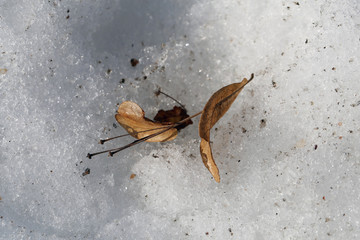 Dry brown leaves and seeds of a tree on a surface of melting snow during early spring. Photographed from above during a sunny day in Finland. Closeup color image.