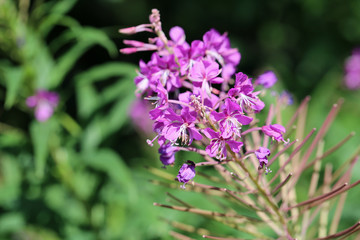 Purple fireweed / rosebay willow herb / giant willow herb / epilobium angustifolium flowers in a closeup. Blooming colorful flowers with soft green background. Photographed in Finland sunny spring day