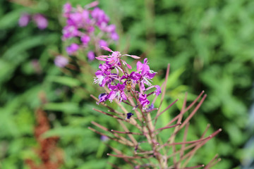 Purple fireweed / rosebay willow herb / giant willow herb / epilobium angustifolium flowers in a closeup. Blooming colorful flowers with soft green background. Photographed in Finland sunny spring day