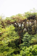 The Monteverde Cloud Forest Reserve (Reserva Biológica Bosque Nuboso Monteverde) is a Costa Rican reserve located along the Cordillera de Tilarán within the Puntarenas and Alajuela provinces.