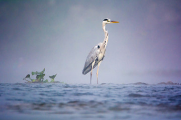 Great blue heron