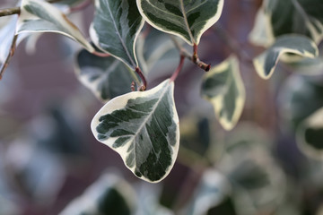 Shiny green and white leaves in a closeup photo. Photographed indoors near a window during a sunny spring day. Vibrantly colored macro image. Plants used for interior decoration of a home.