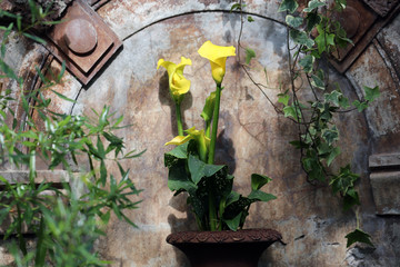 Yellow calla lily with beautiful retro style brown metal background and some ivy branches and other green leaves. Beautiful light of spring. Vibrant, colorful photo. Peaceful flower set.